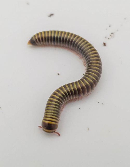 Anadenobolus monilicornis