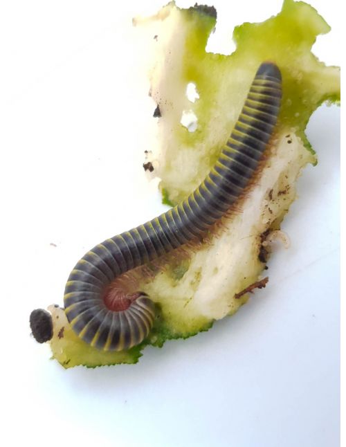 Anadenobolus monilicornis