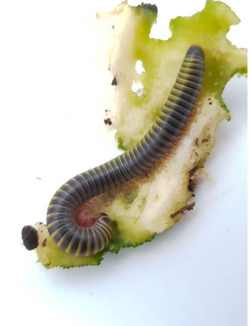 Anadenobolus monilicornis