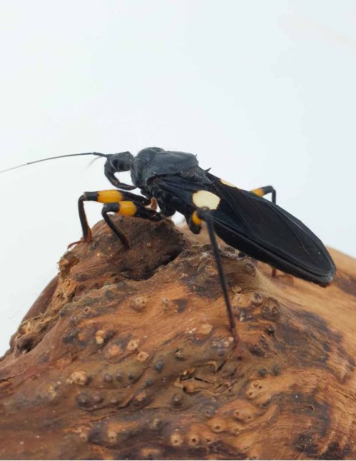 Platymeris biguttatus - Punaise assassine