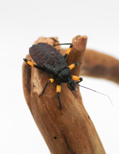 Platymeris biguttatus - Punaise assassine