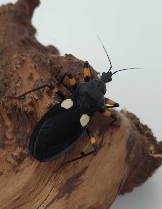 Platymeris biguttatus - Punaise assassine 2