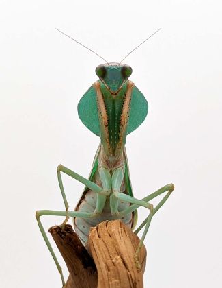 Rhombodera basalis - Mante bouclier malaisienne 2