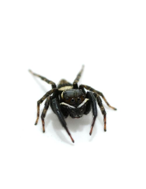 Araignée sauteuse d'Adanson - Hasarius adansoni