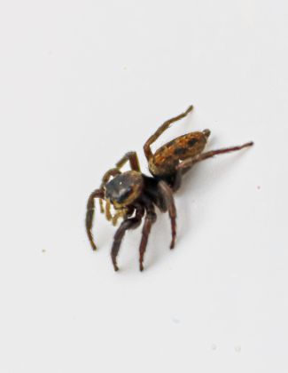 Araignée sauteuse d'Adanson - Hasarius adansoni 2