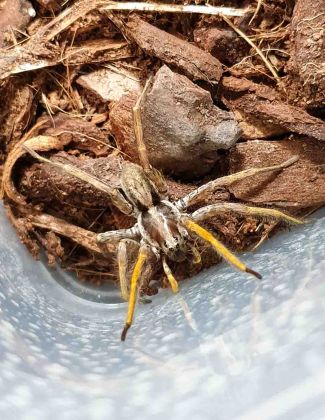 Hogna maderiana (Ex schmitzi) 2