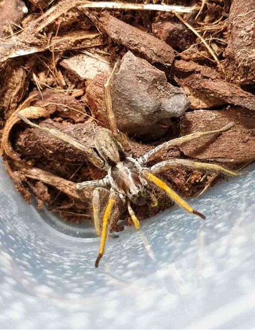 Hogna maderiana (Ex schmitzi)