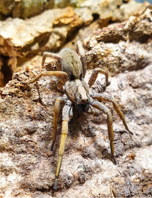 Hogna maderiana (Ex schmitzi)