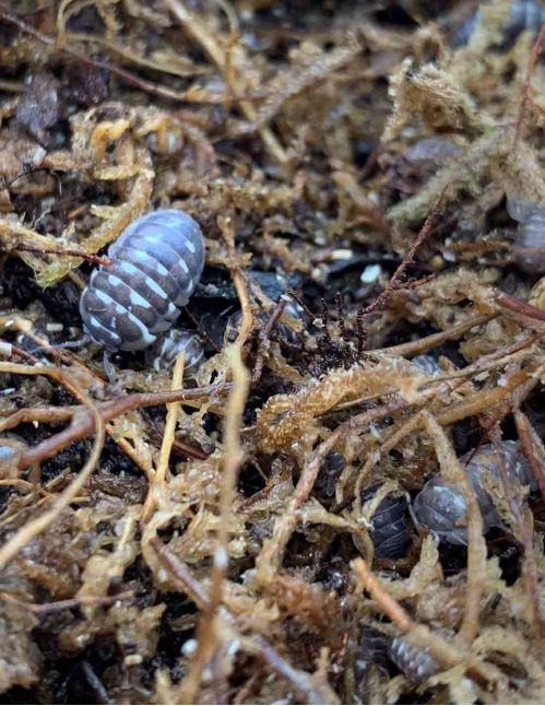 Armadillidium corcyraeum