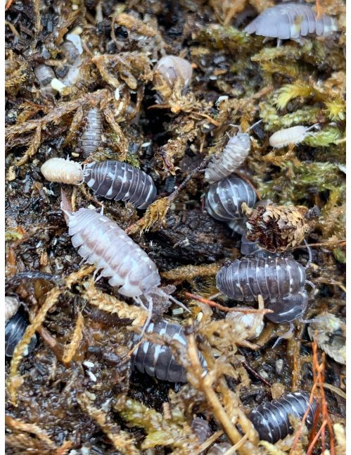 Armadillidium corcyraeum