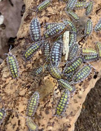 Porcellio haasi "high yellow" 2