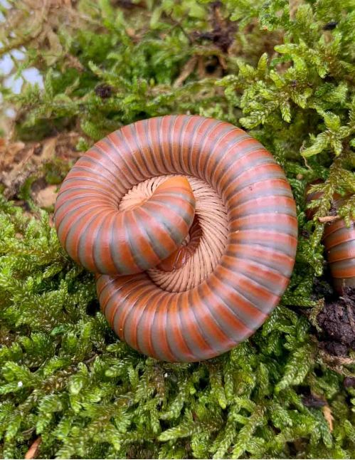 Spirostreptus Sp 1 « Tanzanie »