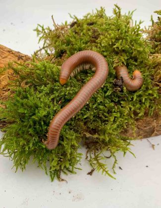 Spirostreptus Sp 1 « Tanzanie » 2