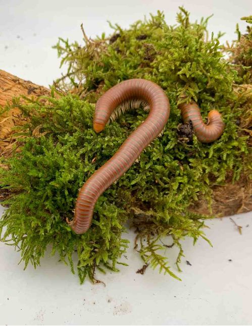 Spirostreptus Sp 1 « Tanzanie »