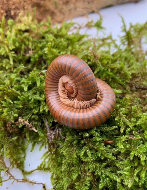 Spirostreptus Sp 1 « Tanzanie »