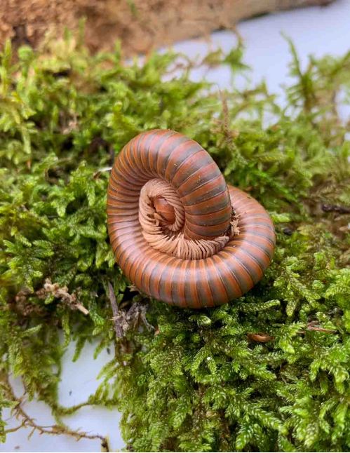 Spirostreptus Sp 1 « Tanzanie »