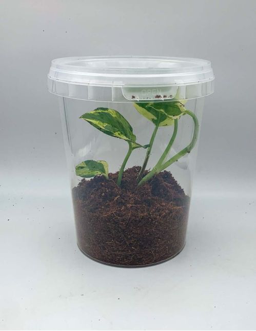 Boite avec couvercle anti-drosophile XL