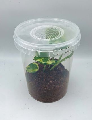 Boite avec couvercle anti-drosophile XL 2