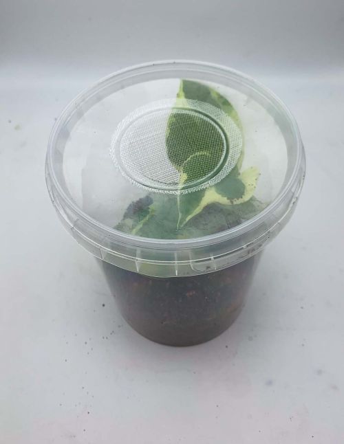 Boite avec couvercle anti-drosophile XL