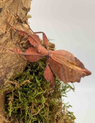 Phasme feuille - Phyllium tobeloense "Galela"