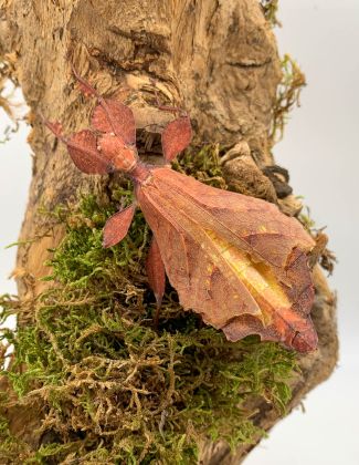 Phasme feuille - Phyllium tobeloense "Galela" 2