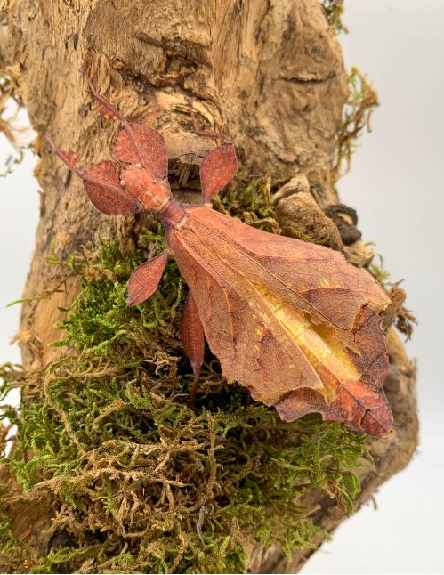 Phasme feuille - Phyllium tobeloense "Galela"