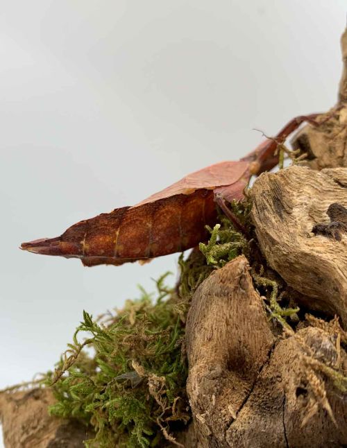 Phasme feuille - Phyllium tobeloense "Galela"