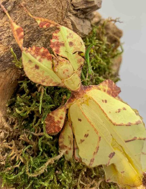 Phasme feuille - Phyllium tobeloense "Galela"