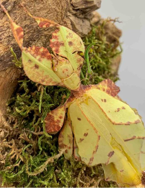 Phasme feuille - Phyllium tobeloense "Galela"