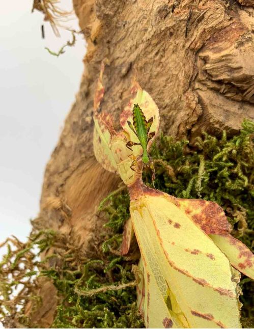 Phasme feuille - Phyllium tobeloense "Galela"