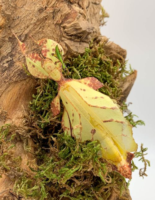 Phasme feuille - Phyllium tobeloense "Galela"