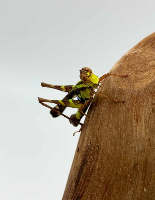 Erianthus versicolor