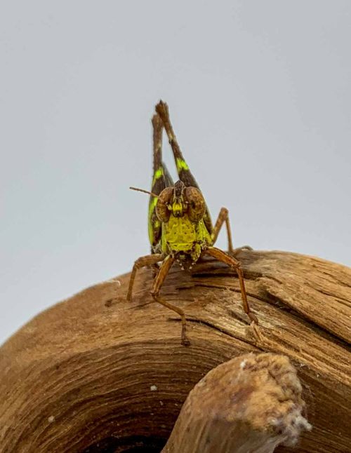 Erianthus versicolor