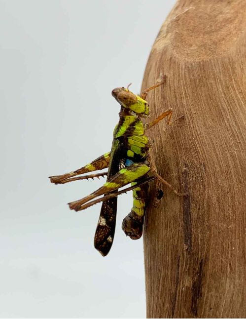 Erianthus versicolor