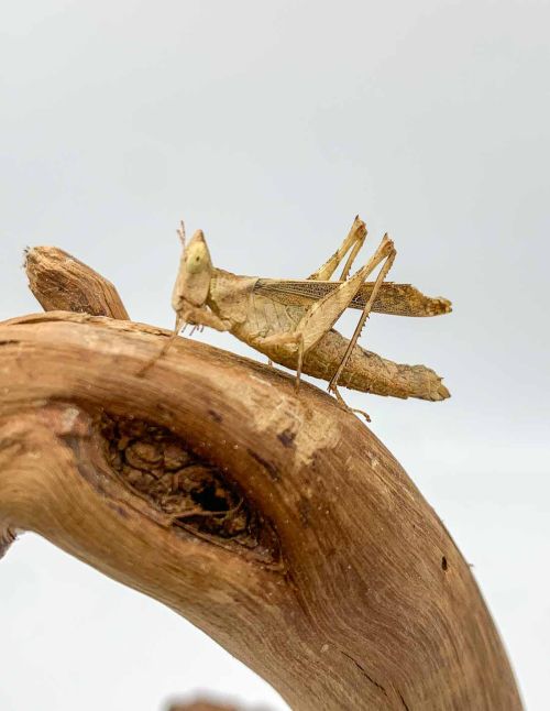 Erianthus versicolor