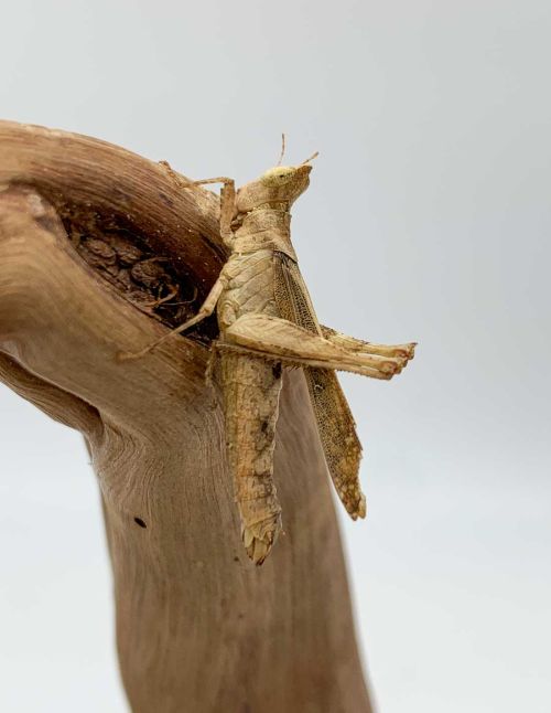 Erianthus versicolor