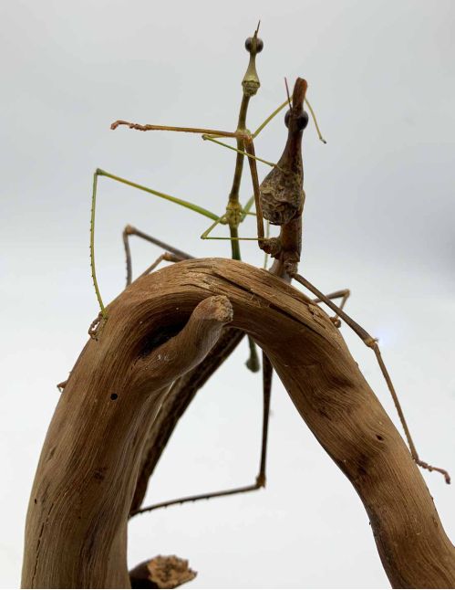 Pseudoproscopia latirostris - "Criquet tête de cheval"