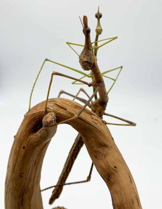 Pseudoproscopia latirostris - "Criquet tête de cheval" 2
