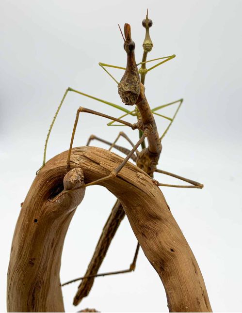 Pseudoproscopia latirostris - "Criquet tête de cheval"