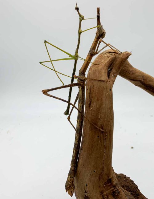 Pseudoproscopia latirostris - "Criquet tête de...