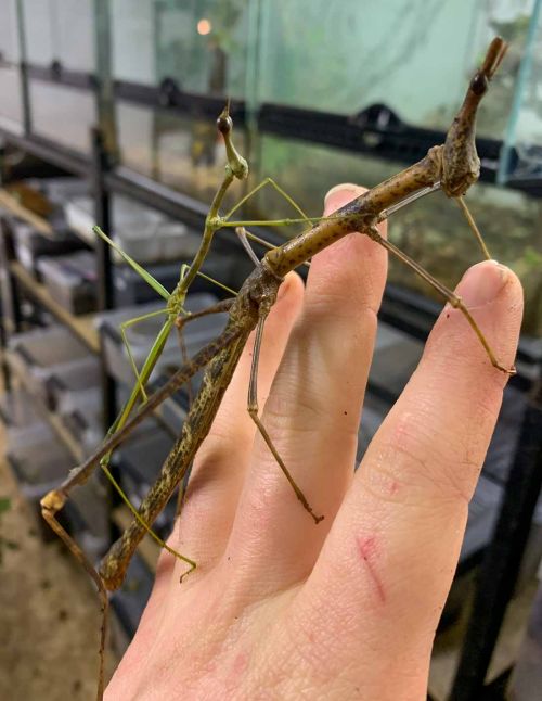 Pseudoproscopia latirostris - "Criquet tête de...