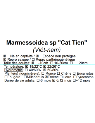 Marmessoidea sp "Cat Tien" 2