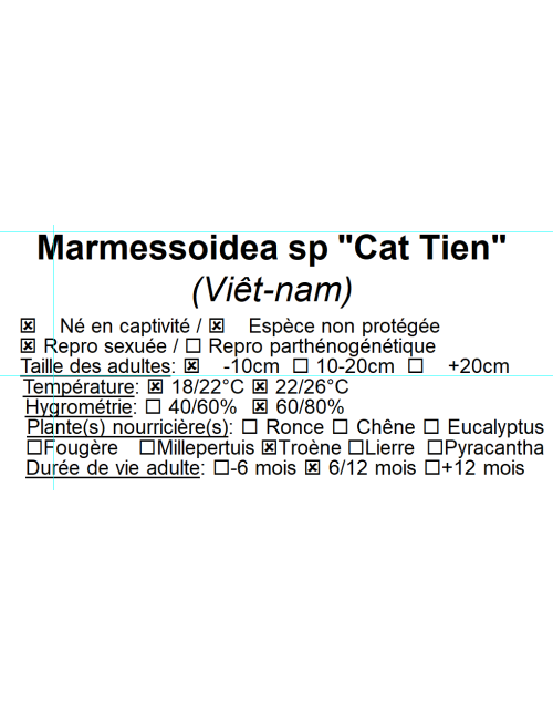 Marmessoidea sp "Cat Tien"