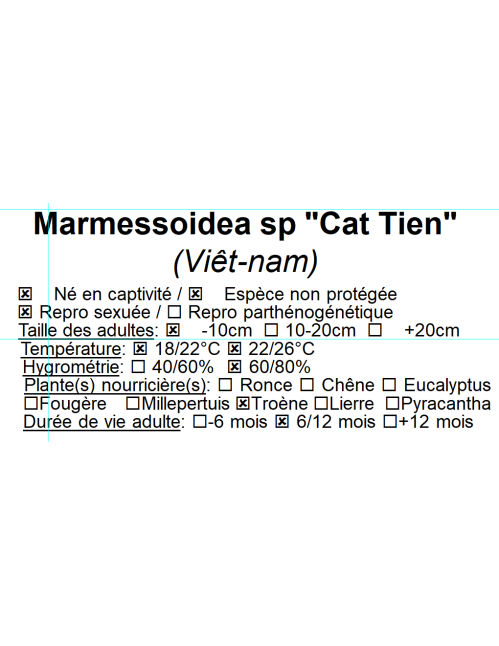Marmessoidea sp "Cat Tien"