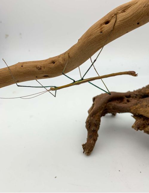 Marmessoidea sp "Cat Tien"