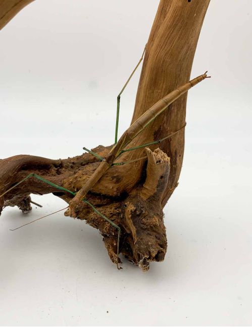 Marmessoidea sp "Cat Tien"