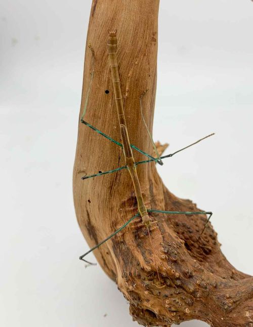 Marmessoidea sp "Cat Tien"