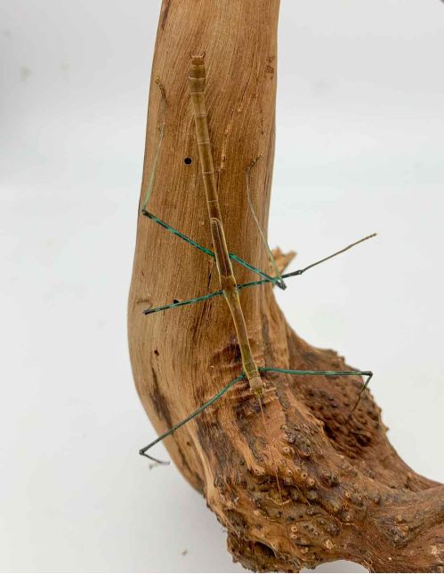 Marmessoidea sp "Cat Tien"