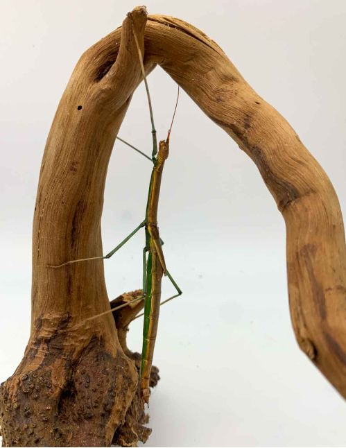 Marmessoidea sp "Cat Tien"