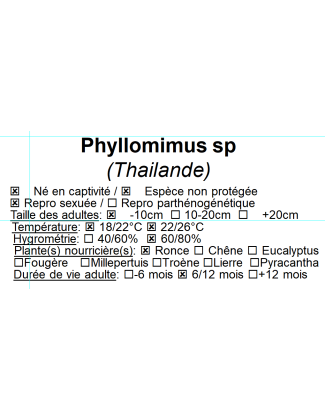 Phyllomimus sp (Thailande) 2